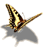 papilldore